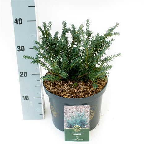 Podocarpus lawrencei "Blue Gem"