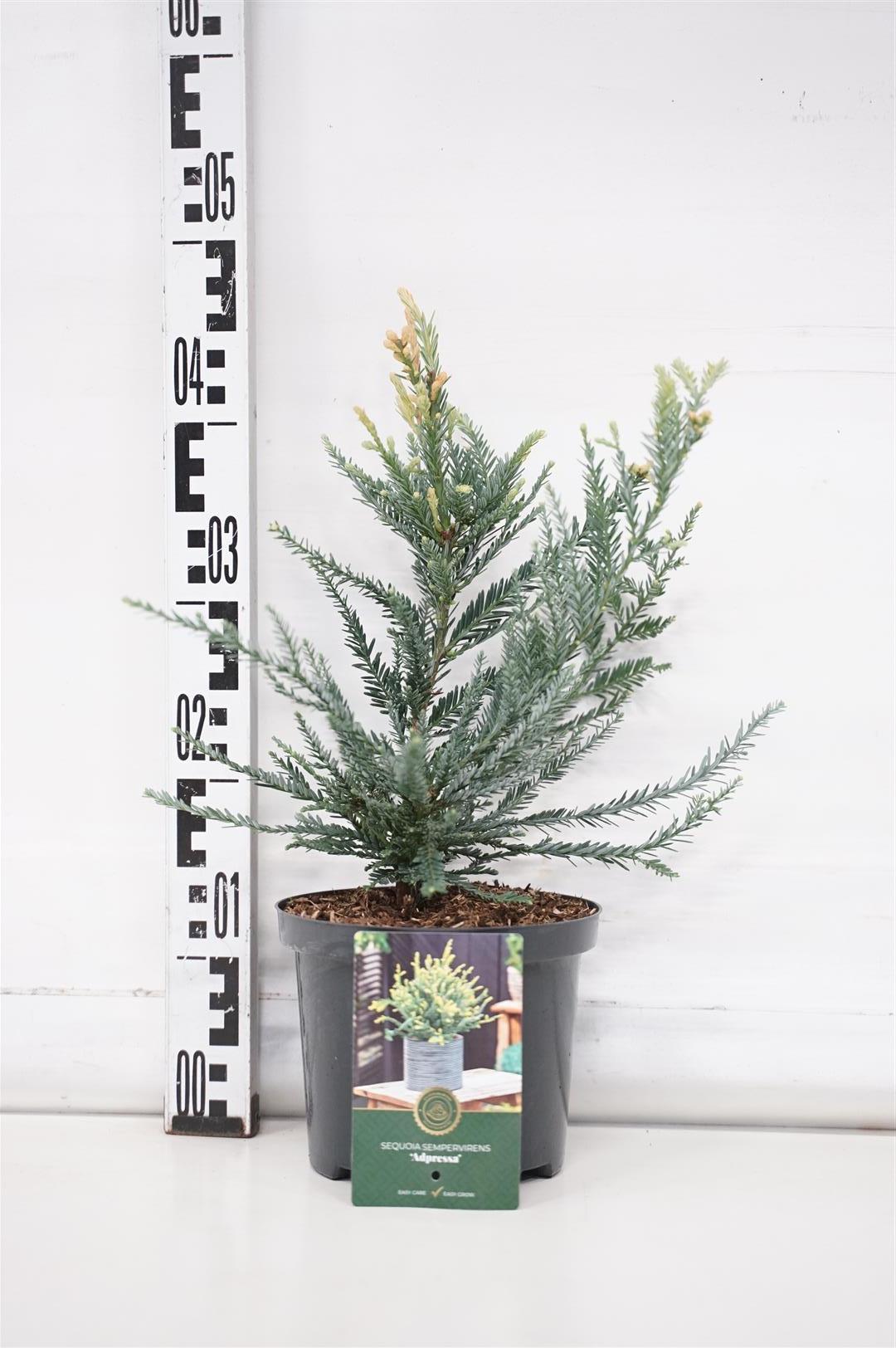 Sequoia sempervirens &