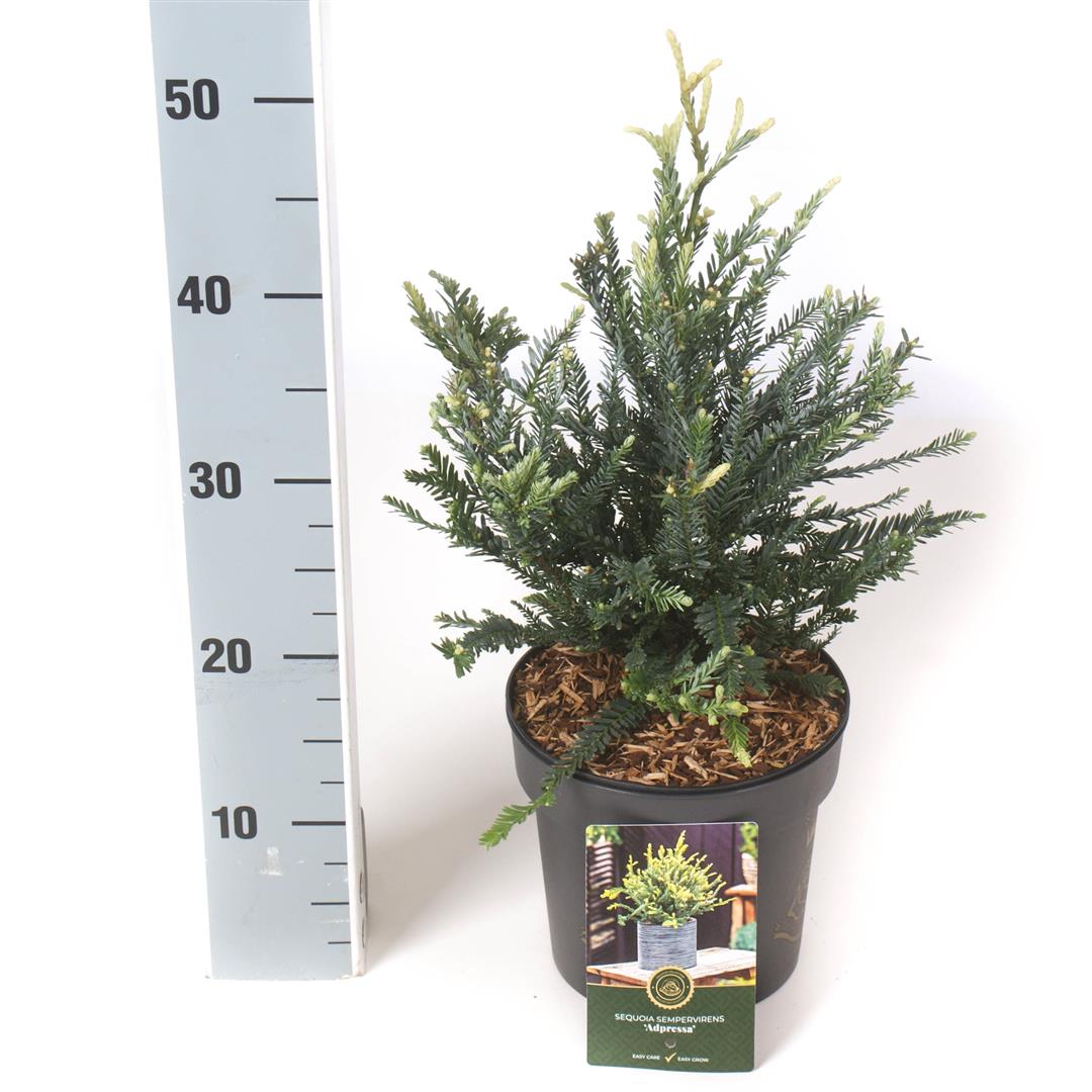Sequoia sempervirens &