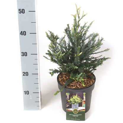 Sequoia sempervirens &