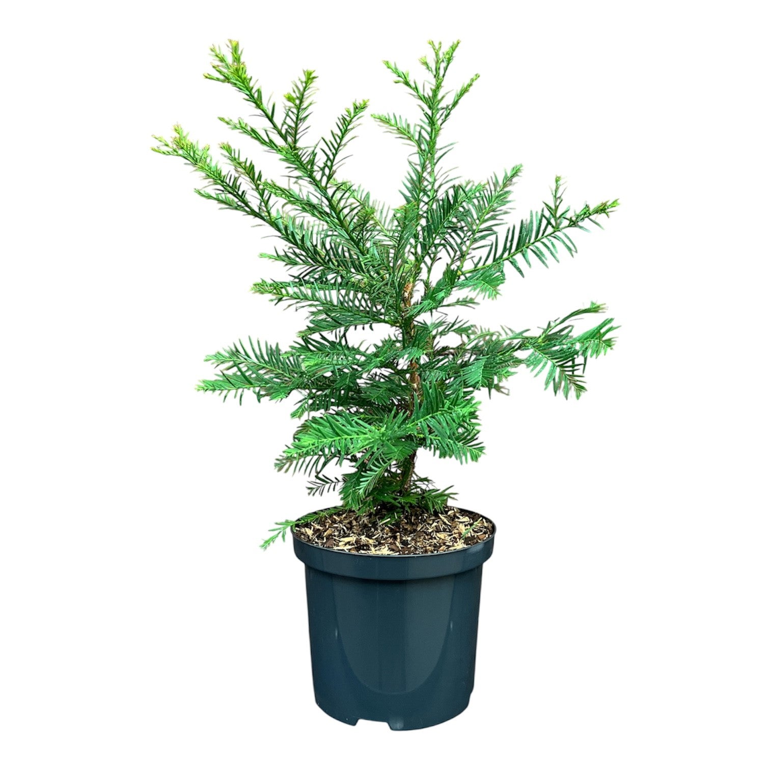 Sequoia sempervirens C5 (5 liters kruka) 100-125 cm