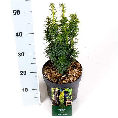 Taxus baccata &