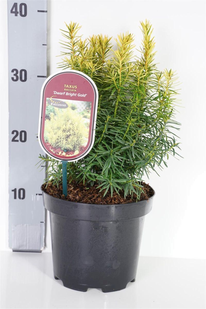 Taxus b. &