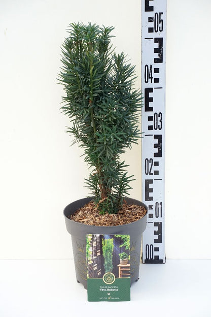 Taxus baccata &