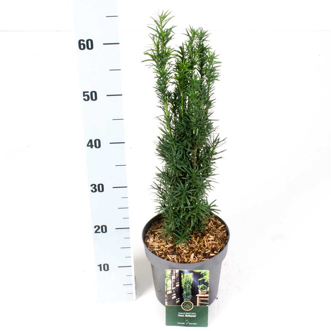 TW-2767694