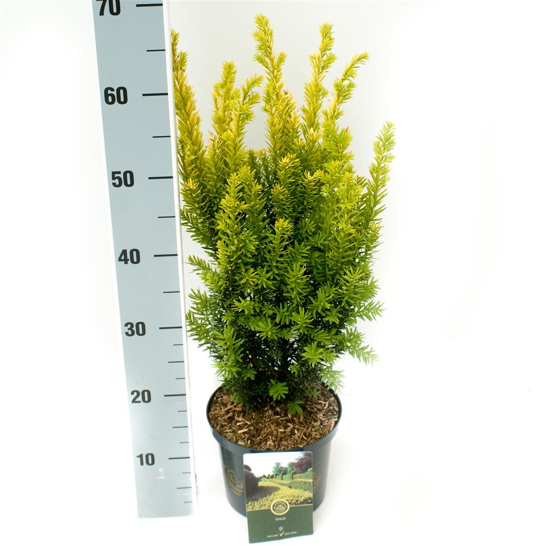 Taxus baccata &