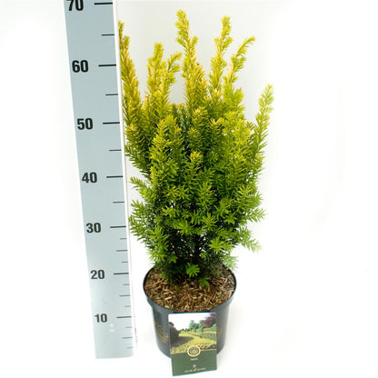 Taxus baccata &