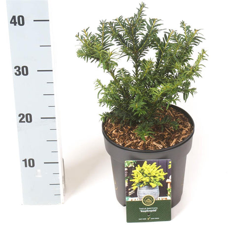 Taxus b. 'Kupfergold'