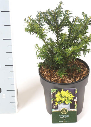 Taxus b. 'Kupfergold'