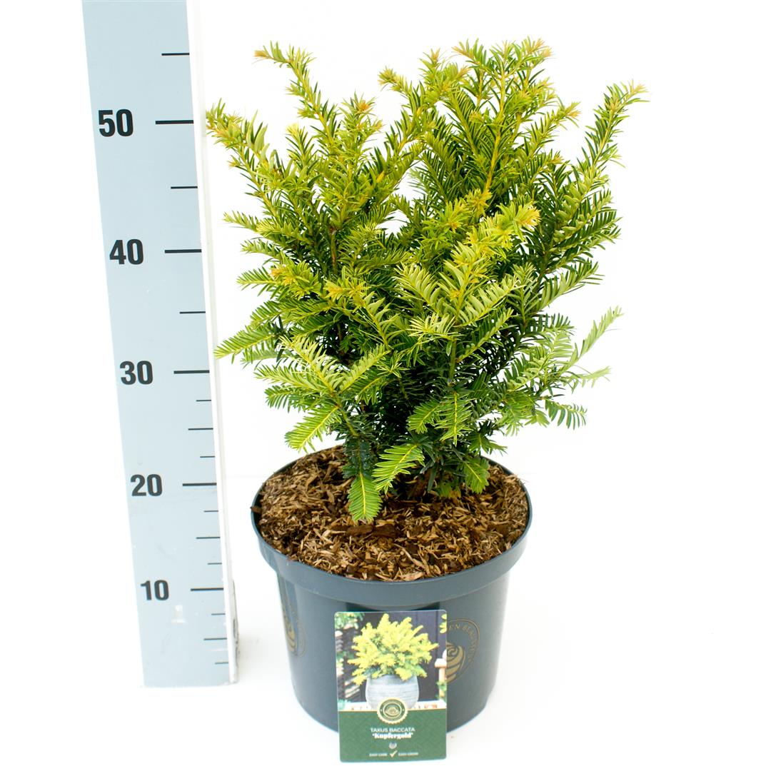 Taxus b. &