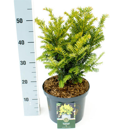 Taxus baccata &