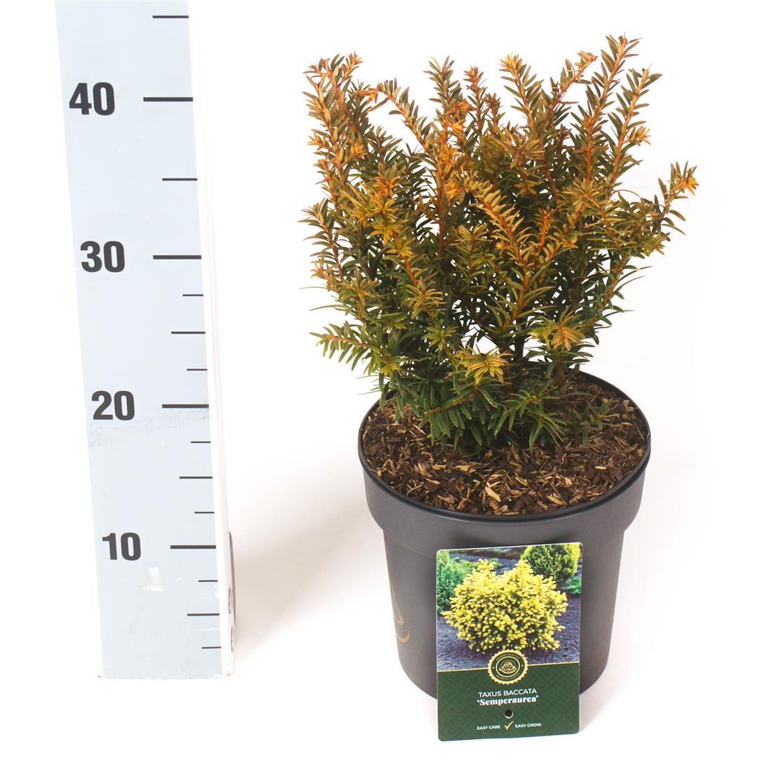 Taxus baccata &