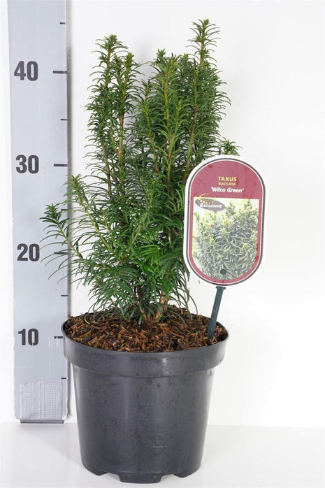 Taxus b. 'Wilco Green'