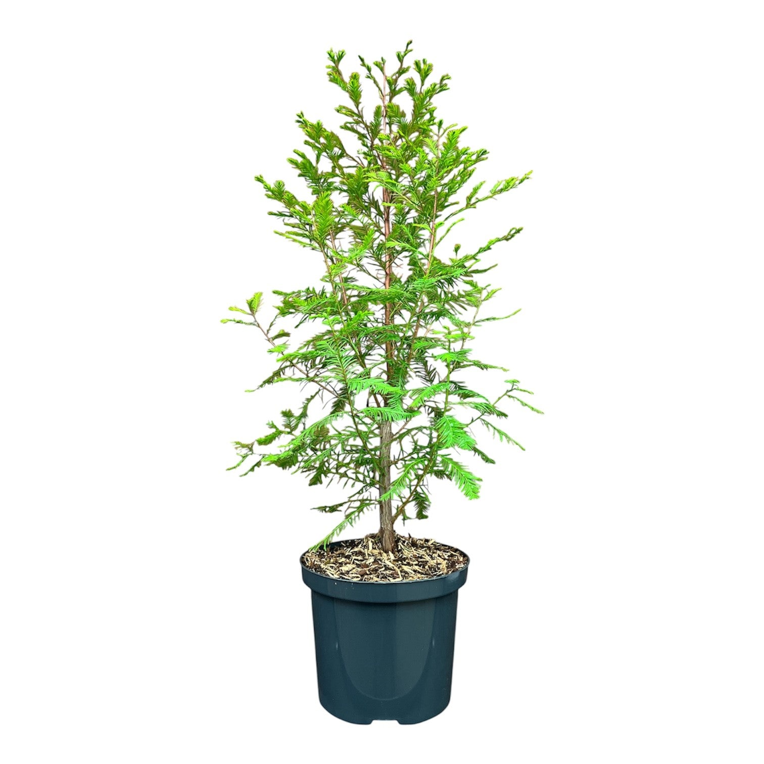 Taxodium distichum 14-16 cm stam C45 (45 liters kruka)