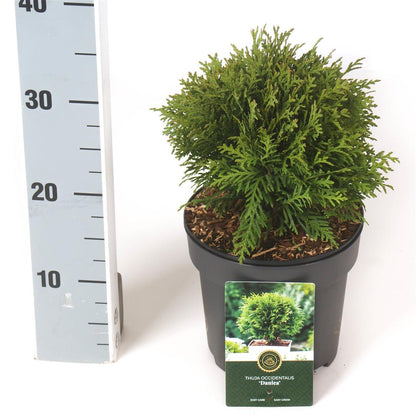 Thuja occidentalis &