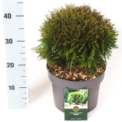Thuja occidentalis &