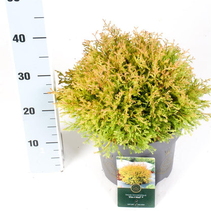 Thuja occidentalis &