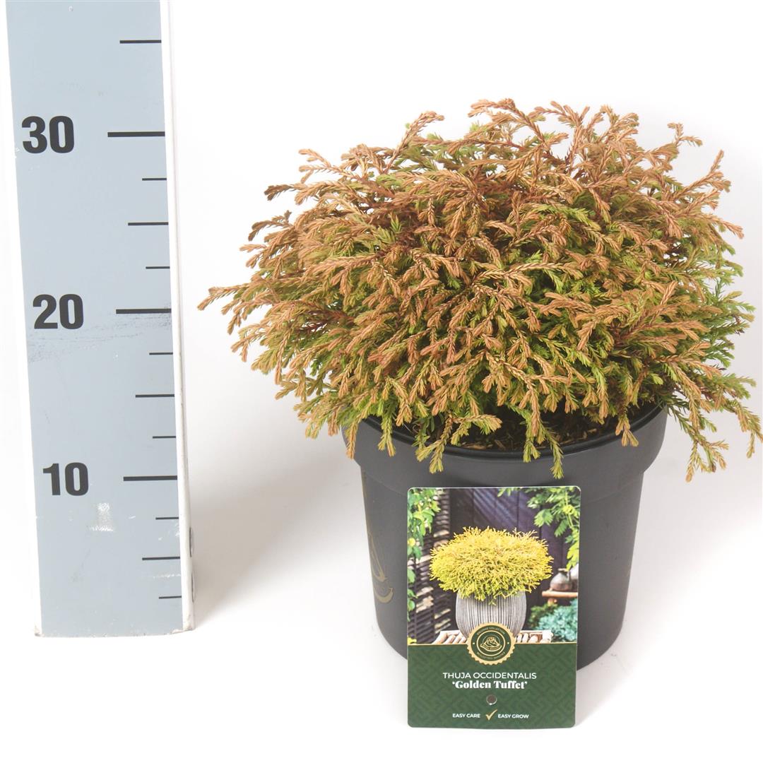 Thuja occidentalis &