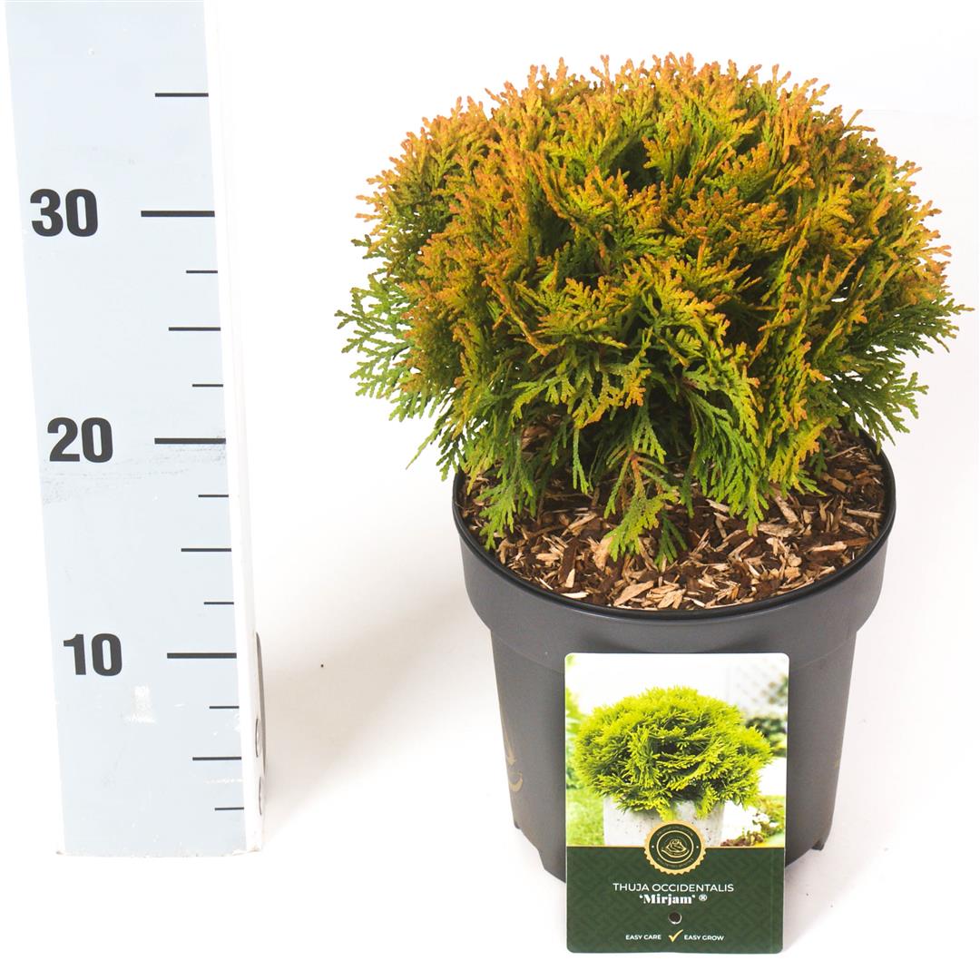Thuja occidentalis &
