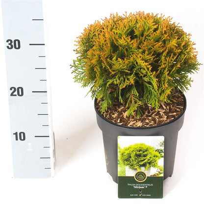 Thuja occidentalis &
