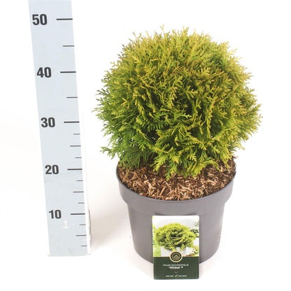 Thuja occidentalis &