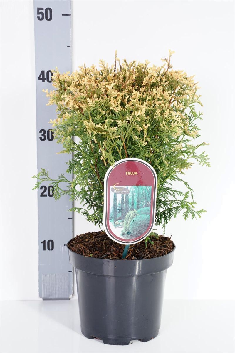 Thuja occidentalis &