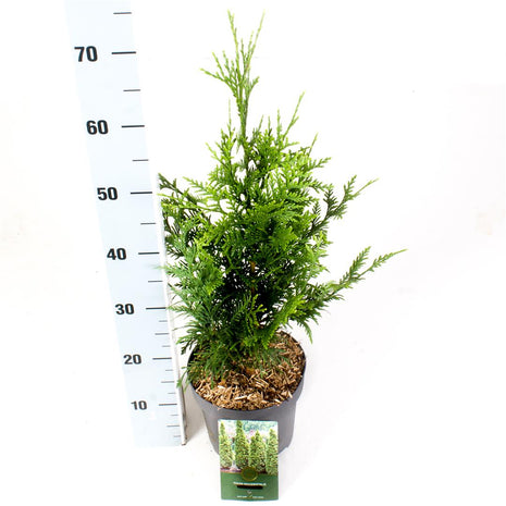 Thuja pl. 'Can-Can'