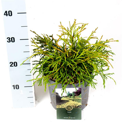 Thuja pl. &