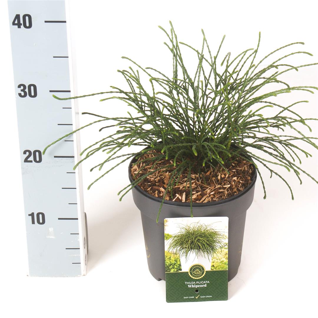 Thuja pl. &