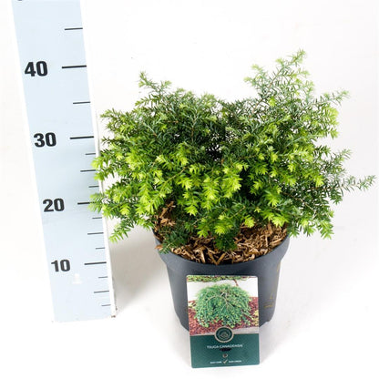 Tsuga canadensis &