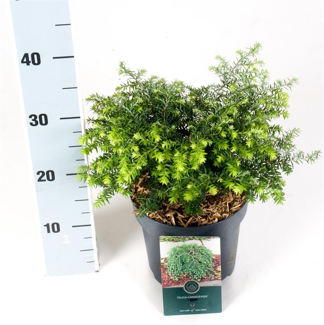 Tsuga canadensis &