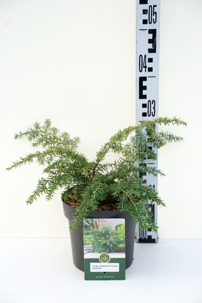 Tsuga canadensis &