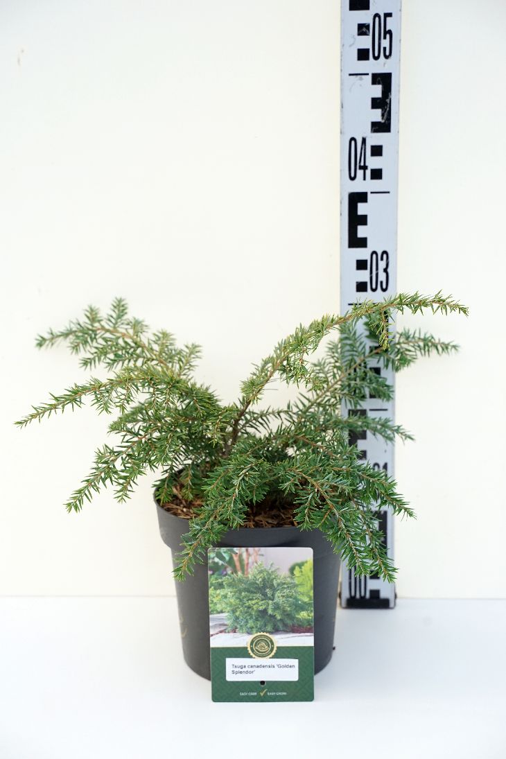 Tsuga canadensis &