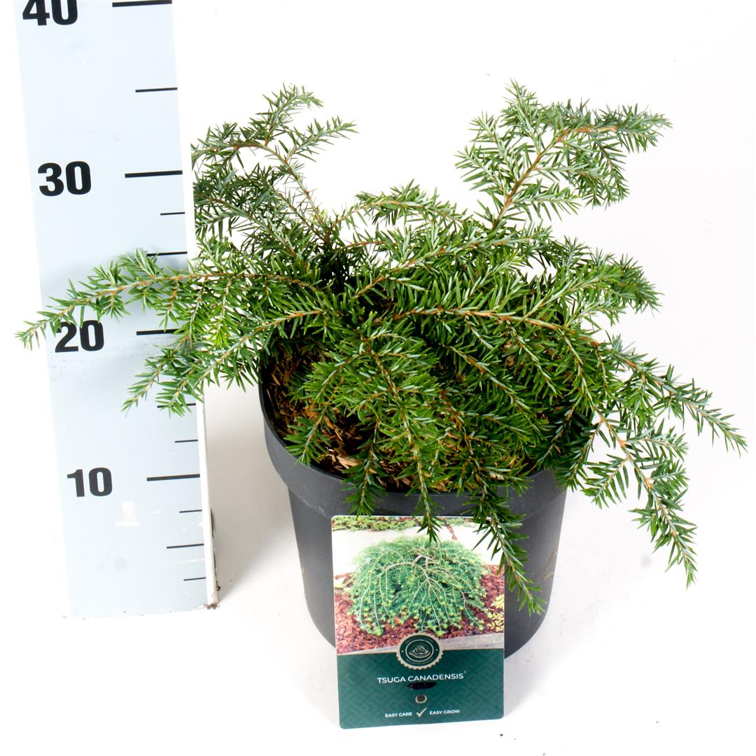 Tsuga canadensis &