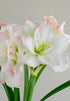 Amaryllis &