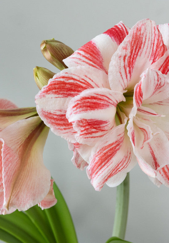 Amaryllis &