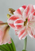 Amaryllis &
