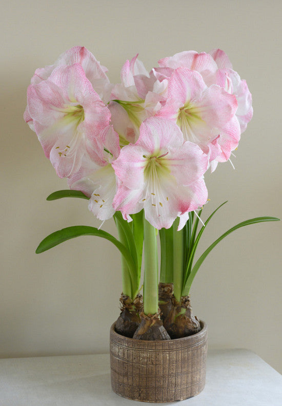 Amaryllis &