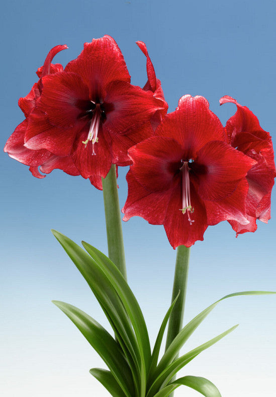 Amaryllis &