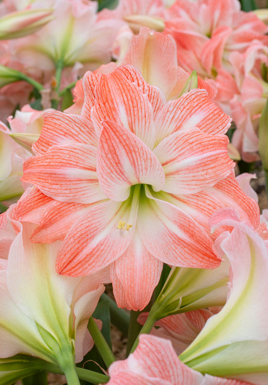 Amaryllis &