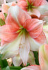 Amaryllis &