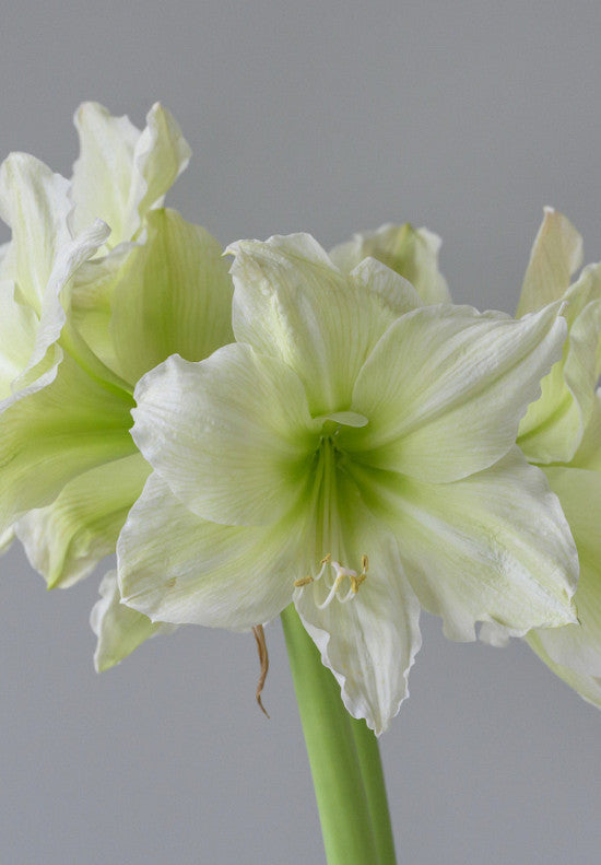 Amaryllis &