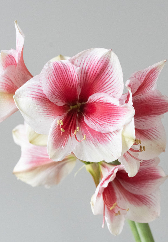 Amaryllis &