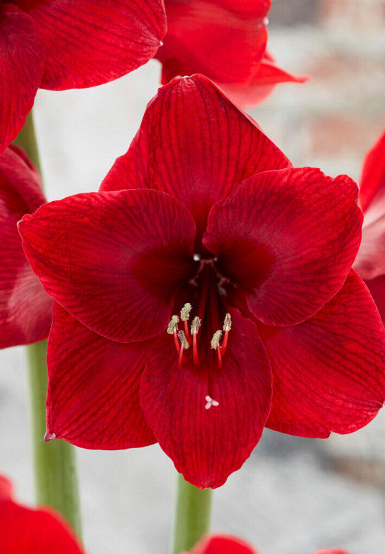 Amaryllis &