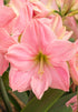Amaryllis &