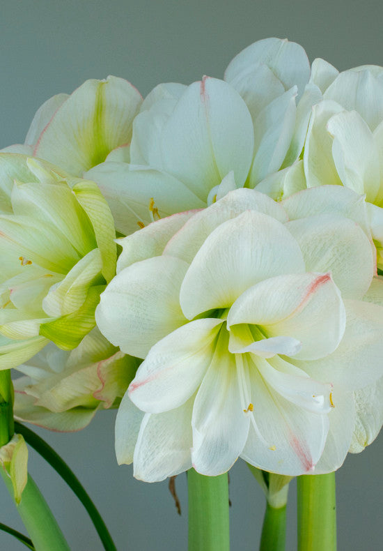 Amaryllis &