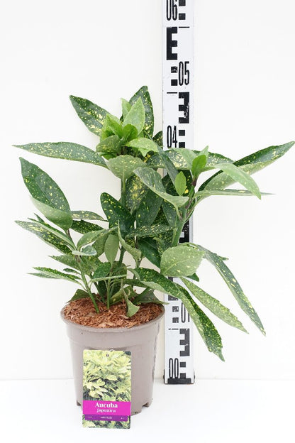 Aucuba japonica &