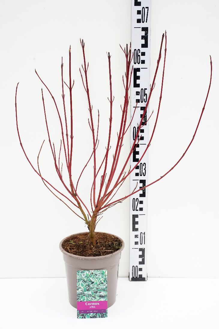 Cornus alba &