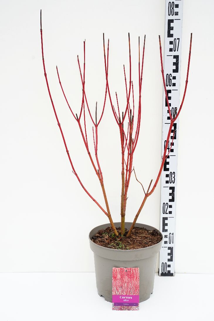 Cornus alba &