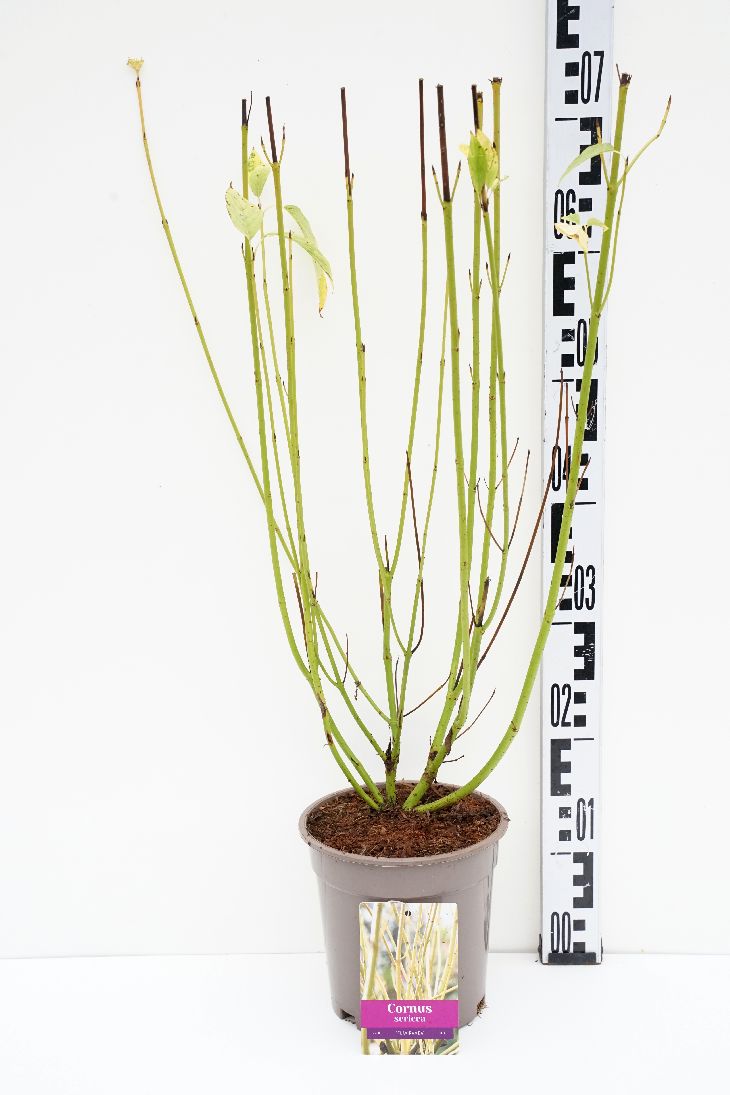 Cornus seri. &